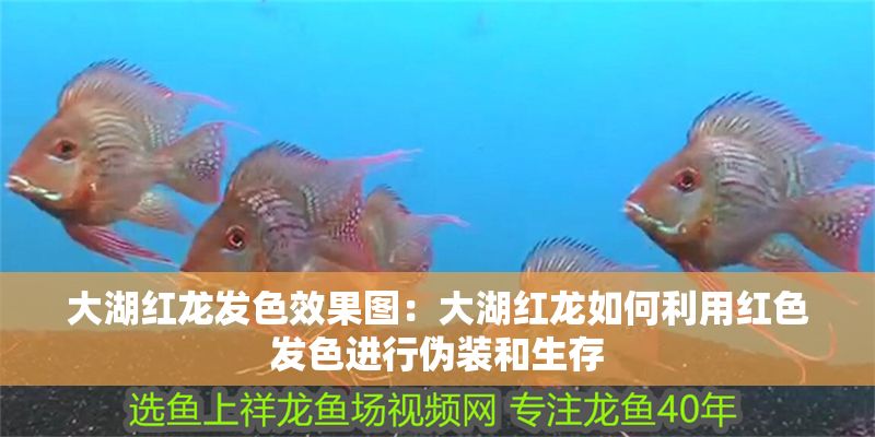 大湖紅龍發色效果圖：大湖紅龍如何利用紅色發色進行偽裝和生存