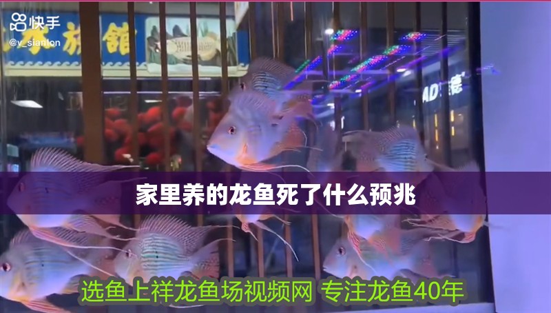 家里養的龍魚死了什么預兆 家里養的龍魚死了什么預兆 龍魚百科 第2張