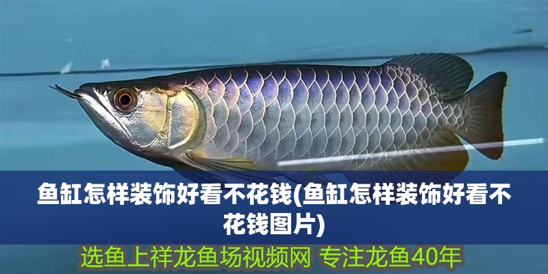 魚缸怎樣裝飾好看不花錢(魚缸怎樣裝飾好看不花錢圖片) 魚缸怎樣裝飾好看不花錢(魚缸怎樣裝飾好看不花錢圖片) 元寶鳳凰魚百科 第1張