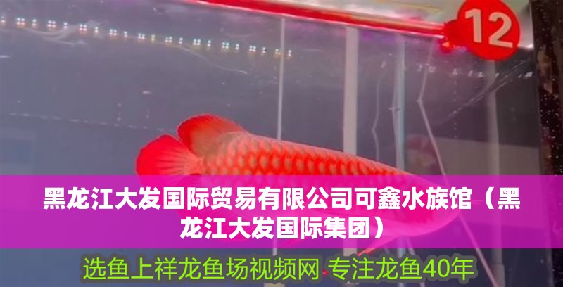 黑龍江大發(fā)國(guó)際貿(mào)易有限公司可鑫水族館（黑龍江大發(fā)國(guó)際集團(tuán)）