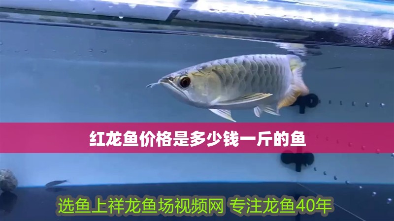 紅龍魚價格是多少錢一斤的魚