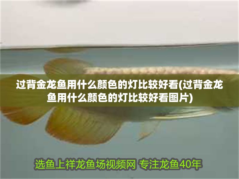 過背金龍魚用什么顏色的燈比較好看(過背金龍魚用什么顏色的燈比較好看圖片)