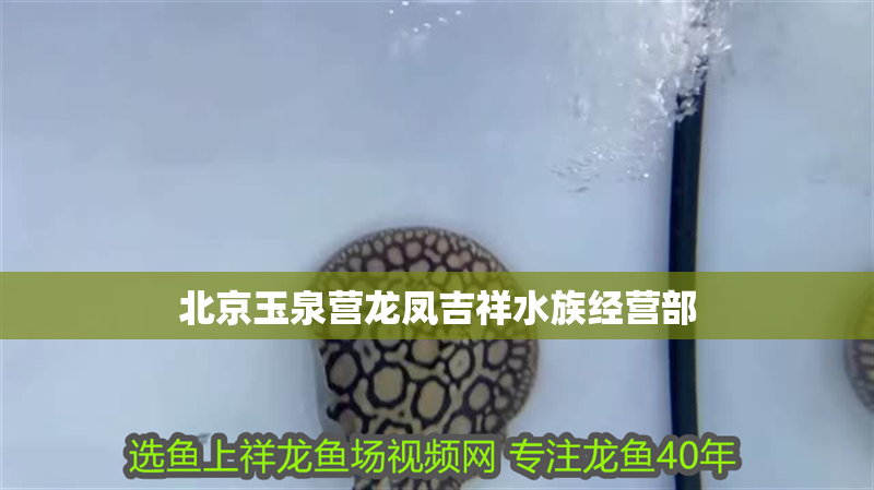 北京玉泉營(yíng)龍鳳吉祥水族經(jīng)營(yíng)部
