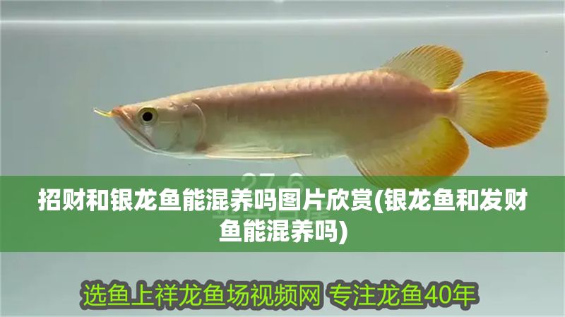 招財和銀龍魚能混養嗎圖片欣賞(銀龍魚和發財魚能混養嗎)