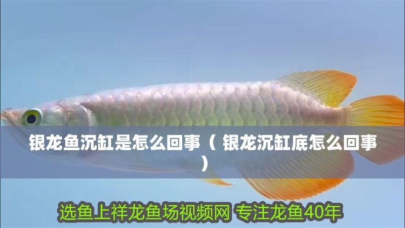 銀龍魚沉缸是怎么回事（ 銀龍沉缸底怎么回事）