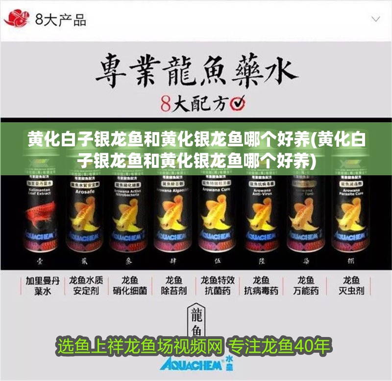 黃化白子銀龍魚和黃化銀龍魚哪個好養(yǎng)(黃化白子銀龍魚和黃化銀龍魚哪個好養(yǎng))