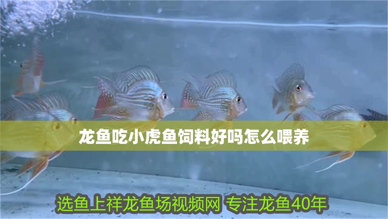 龍魚吃小虎魚飼料好嗎怎么喂養(yǎng)