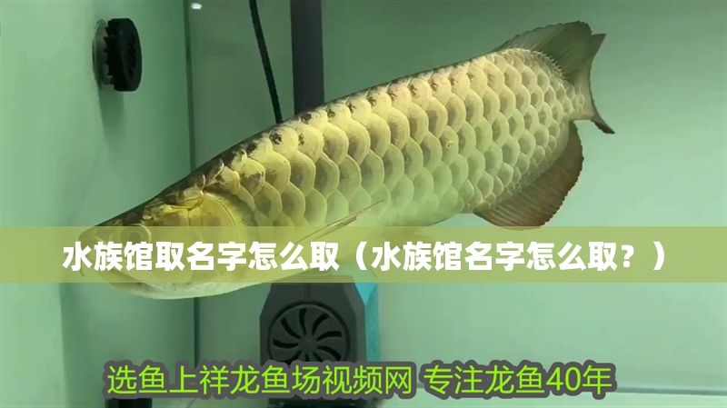 水族館取名字怎么取（水族館名字怎么取？）