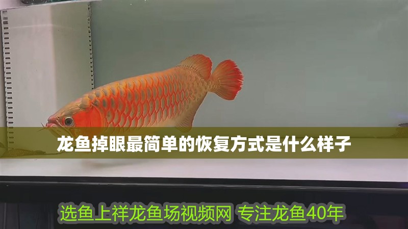 龍魚掉眼最簡單的恢復方式是什么樣子
