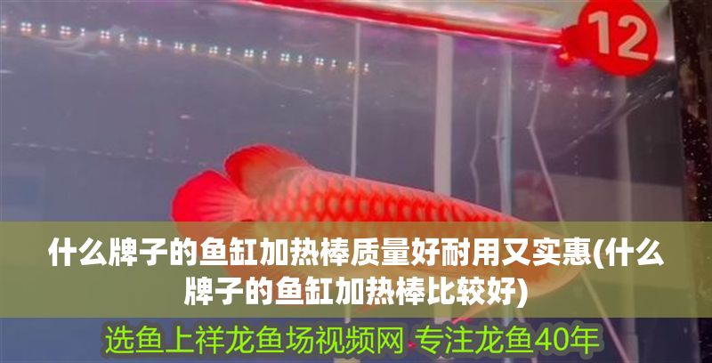 什么牌子的魚缸加熱棒質(zhì)量好耐用又實惠(什么牌子的魚缸加熱棒比較好)