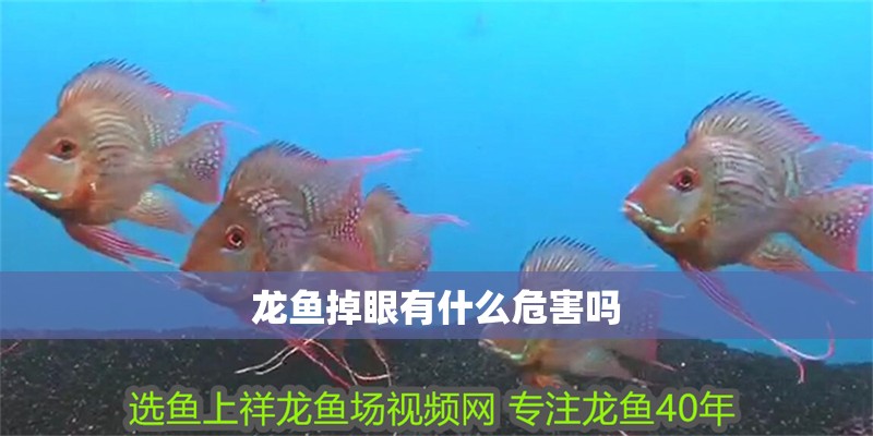 龍魚(yú)掉眼有什么危害嗎 龍魚(yú)掉眼有什么危害嗎 龍魚(yú)百科 第2張