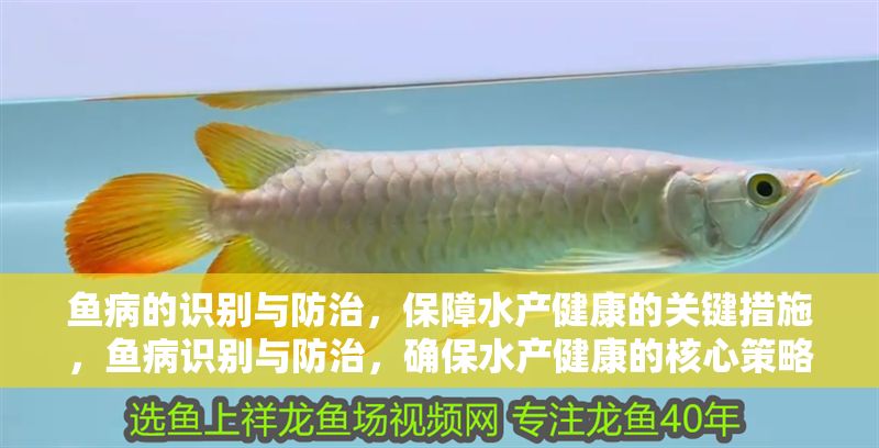 魚病的識(shí)別與防治，保障水產(chǎn)健康的關(guān)鍵措施，魚病識(shí)別與防治，確保水產(chǎn)健康的核心策略