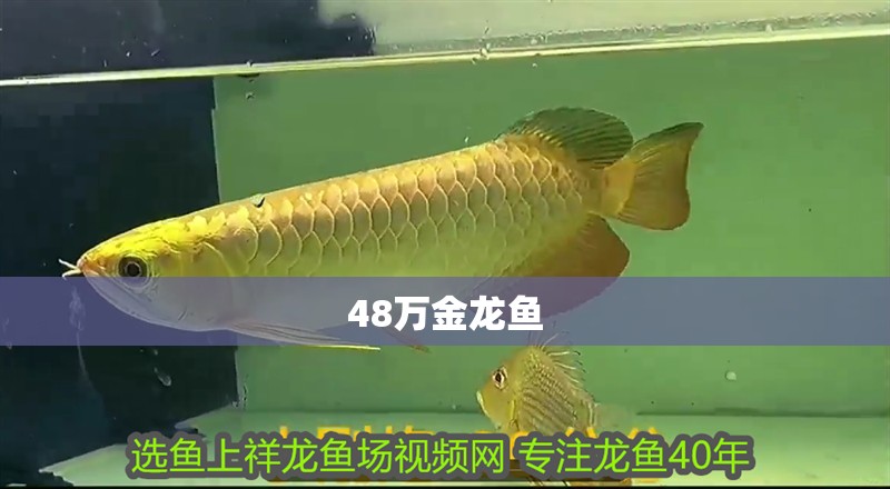48萬金龍魚