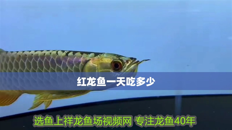 紅龍魚一天吃多少