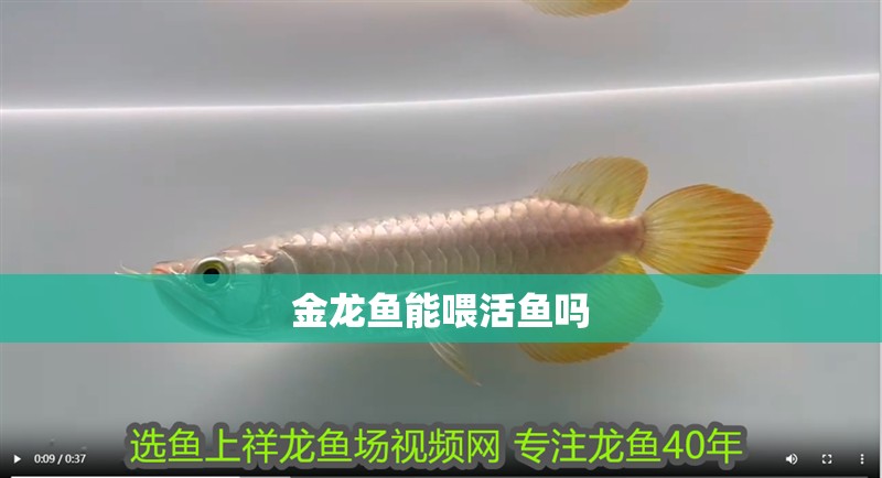 金龍魚能喂活魚嗎