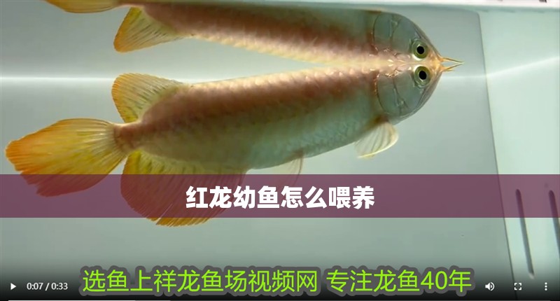 紅龍幼魚怎么喂養(yǎng)