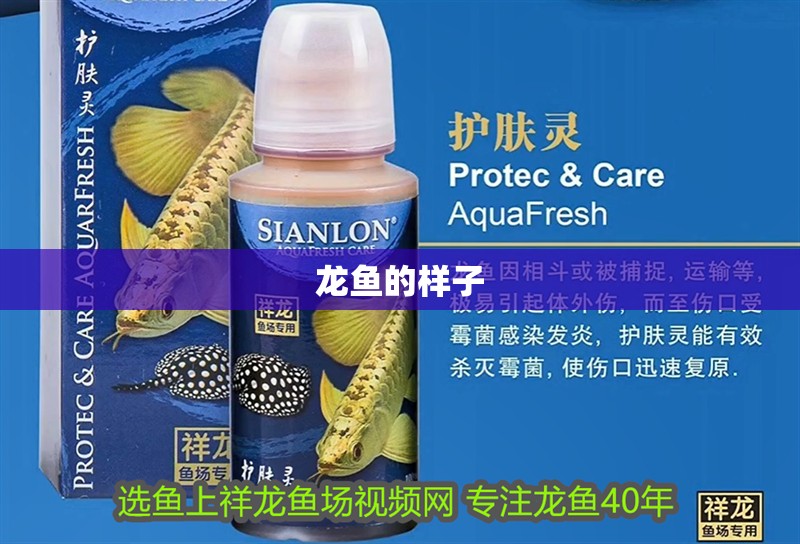 龍魚的樣子 龍魚的樣子 龍魚百科 第2張