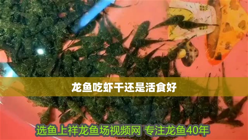 龍魚吃蝦干還是活食好