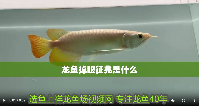 龍魚掉眼征兆是什么