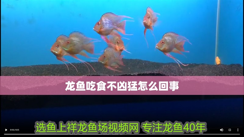 龍魚吃食不兇猛怎么回事