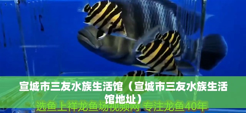 宣城市三友水族生活館（宣城市三友水族生活館地址）
