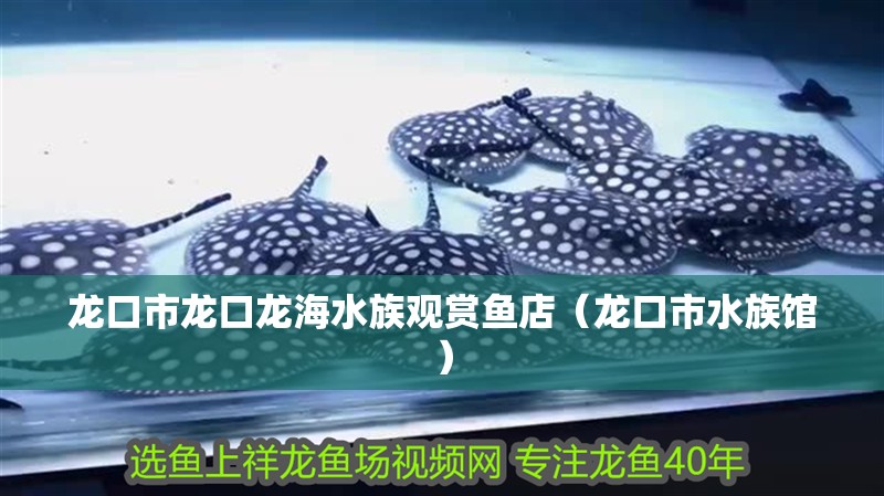 龍口市龍口龍海水族觀賞魚店（龍口市水族館）