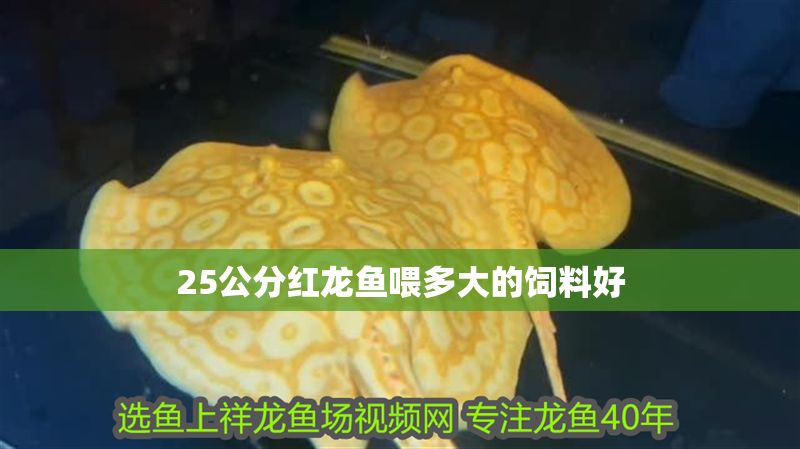 25公分紅龍魚喂多大的飼料好