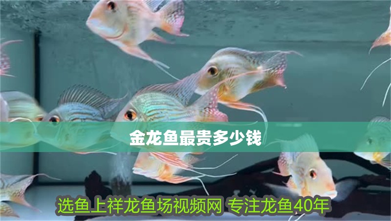 金龍魚最貴多少錢