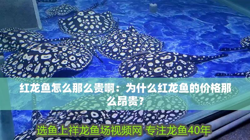 紅龍魚怎么那么貴啊：為什么紅龍魚的價格那么昂貴？