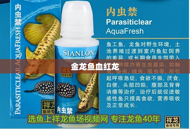 金龍魚血紅龍