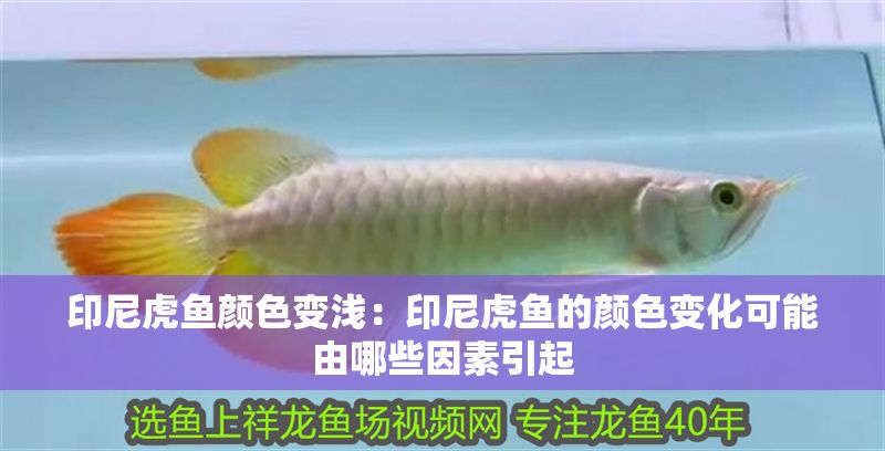 印尼虎魚顏色變淺：印尼虎魚的顏色變化可能由哪些因素引起