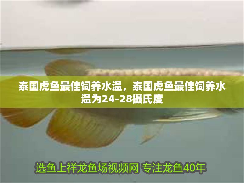 泰國虎魚最佳飼養(yǎng)水溫，泰國虎魚最佳飼養(yǎng)水溫為24-28攝氏度