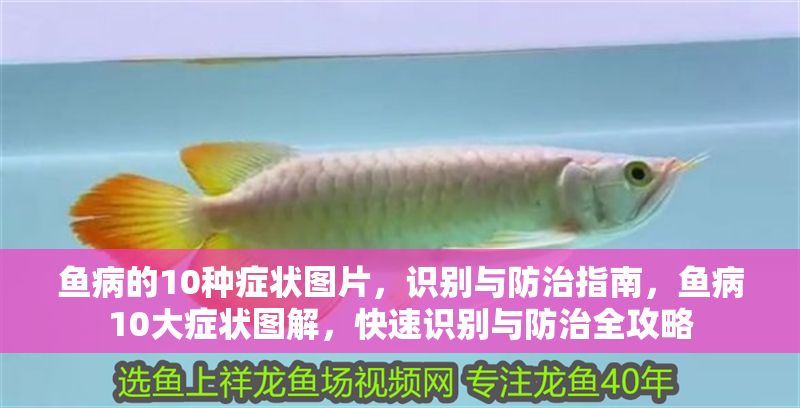 魚病的10種癥狀圖片，識別與防治指南，魚病10大癥狀圖解，快速識別與防治全攻略