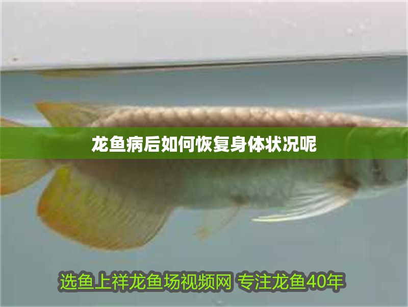 龍魚病后如何恢復身體狀況呢