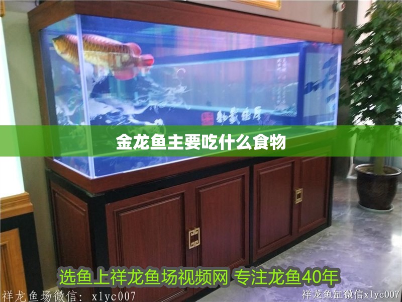 金龍魚主要吃什么食物