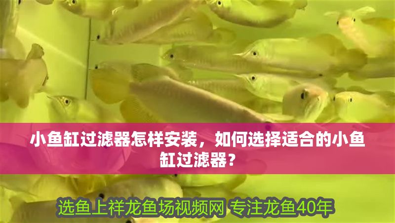 小魚(yú)缸過(guò)濾器怎樣安裝，如何選擇適合的小魚(yú)缸過(guò)濾器？