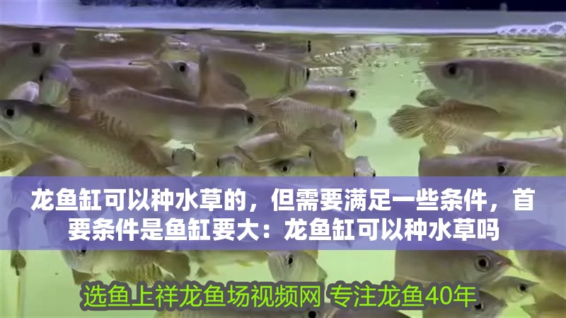 龍魚缸可以種水草的，但需要滿足一些條件，首要條件是魚缸要大：龍魚缸可以種水草嗎