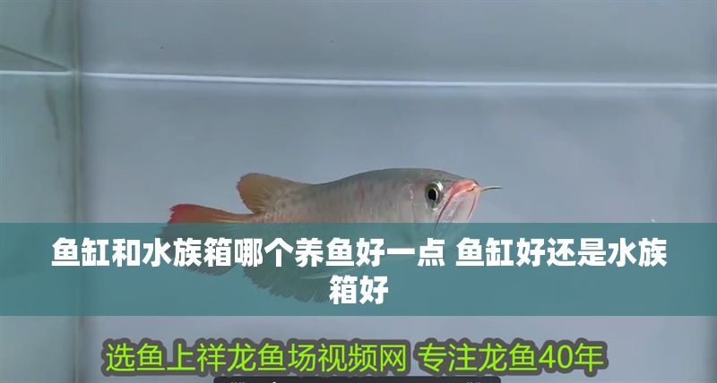 魚缸和水族箱哪個養魚好一點 魚缸好還是水族箱好