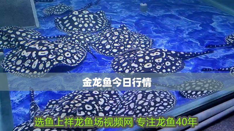 金龍魚今日行情