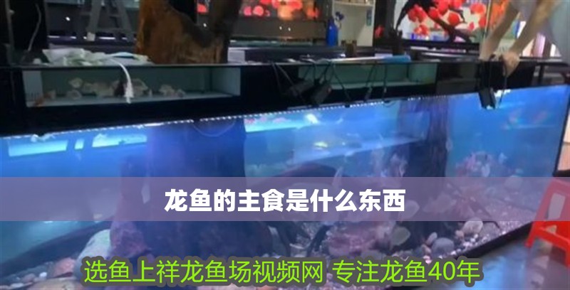 龍魚的主食是什么東西