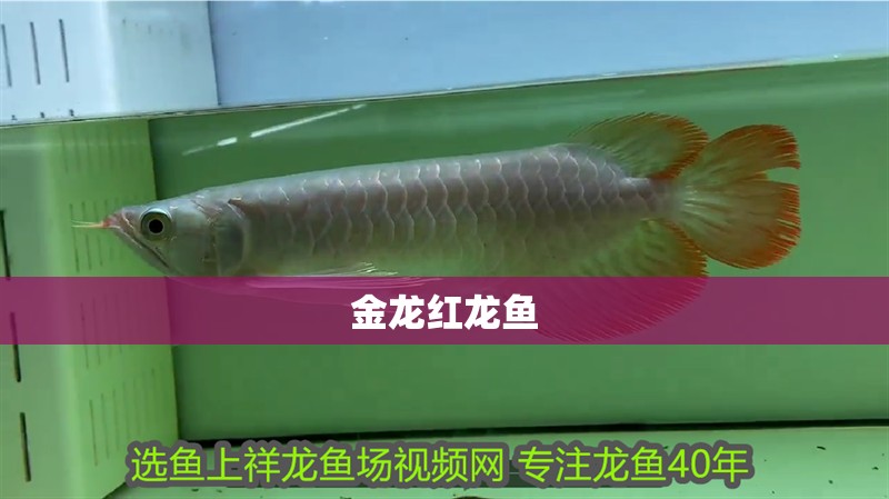 金龍紅龍魚