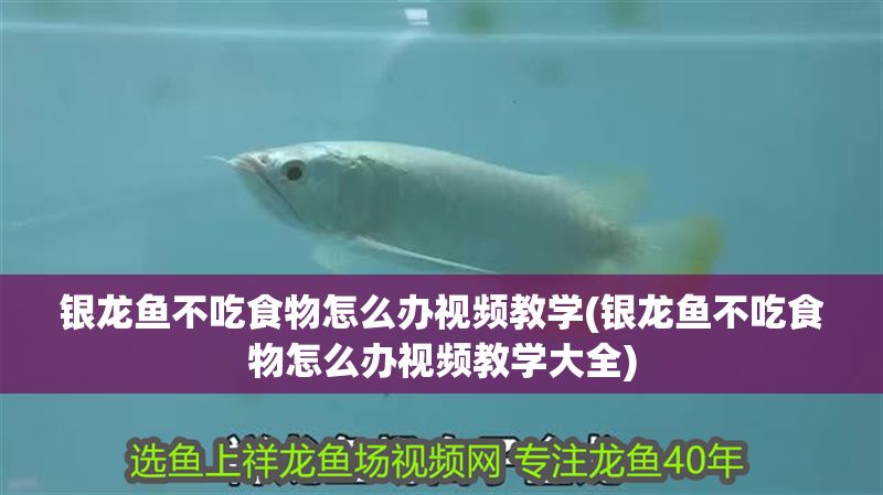 銀龍魚不吃食物怎么辦視頻教學(銀龍魚不吃食物怎么辦視頻教學大全)