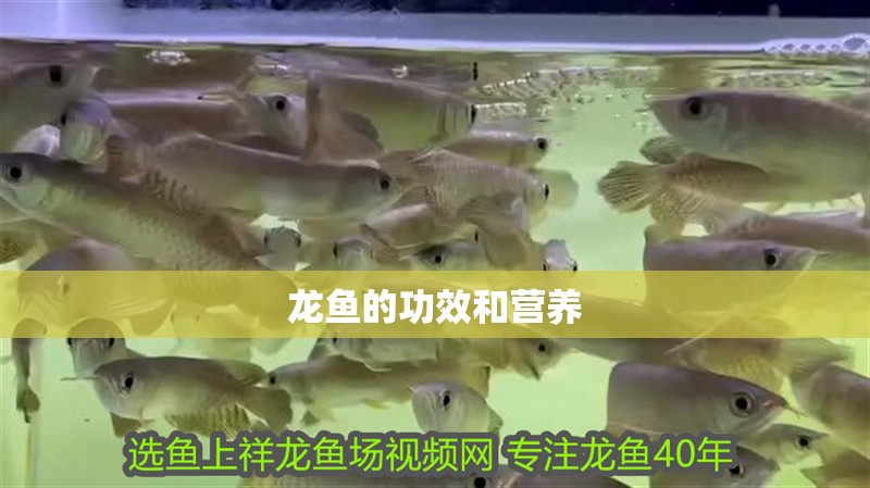 龍魚的功效和營養