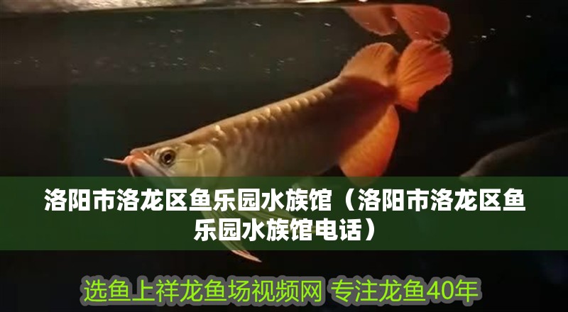 洛陽市洛龍區魚樂園水族館（洛陽市洛龍區魚樂園水族館電話）