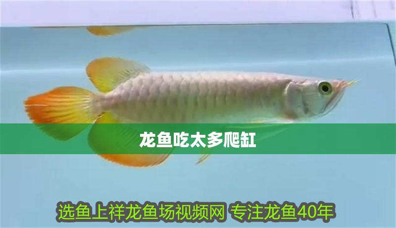 龍魚吃太多爬缸