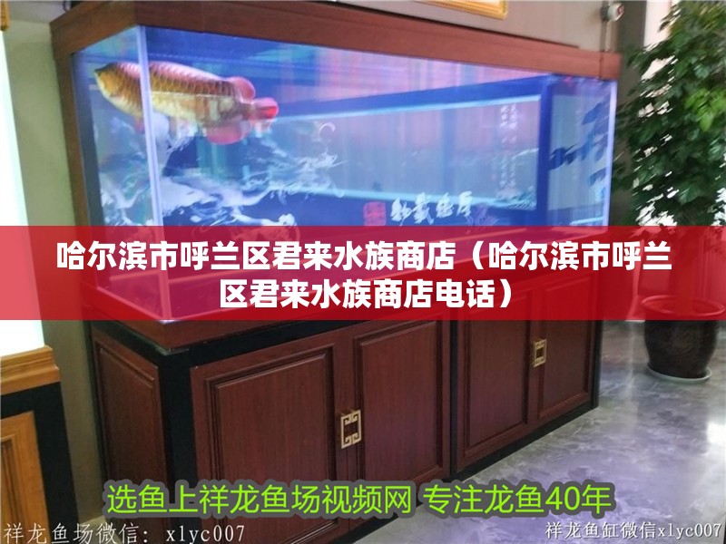 哈爾濱市呼蘭區君來水族商店（哈爾濱市呼蘭區君來水族商店電話） 哈爾濱市呼蘭區君來水族商店（哈爾濱市呼蘭區君來水族商店電話） 全國水族館企業名錄 第2張