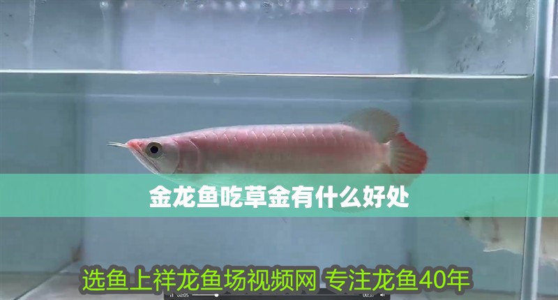 金龍魚吃草金有什么好處
