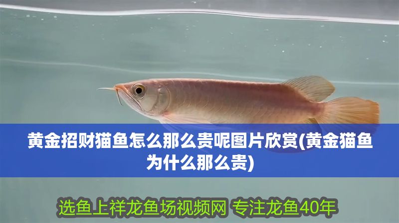 黃金招財貓魚怎么那么貴呢圖片欣賞(黃金貓魚為什么那么貴)