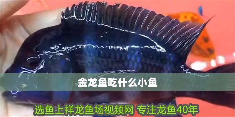 金龍魚吃什么小魚