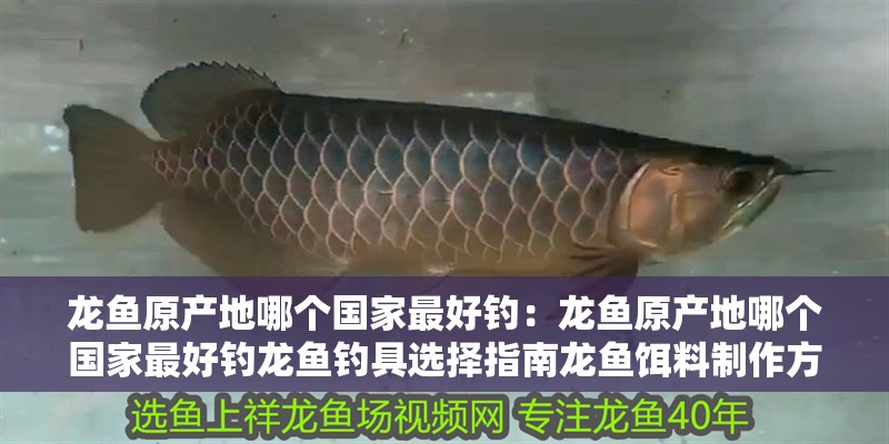 龍魚原產地哪個國家最好釣：龍魚原產地哪個國家最好釣龍魚釣具選擇指南龍魚餌料制作方法
